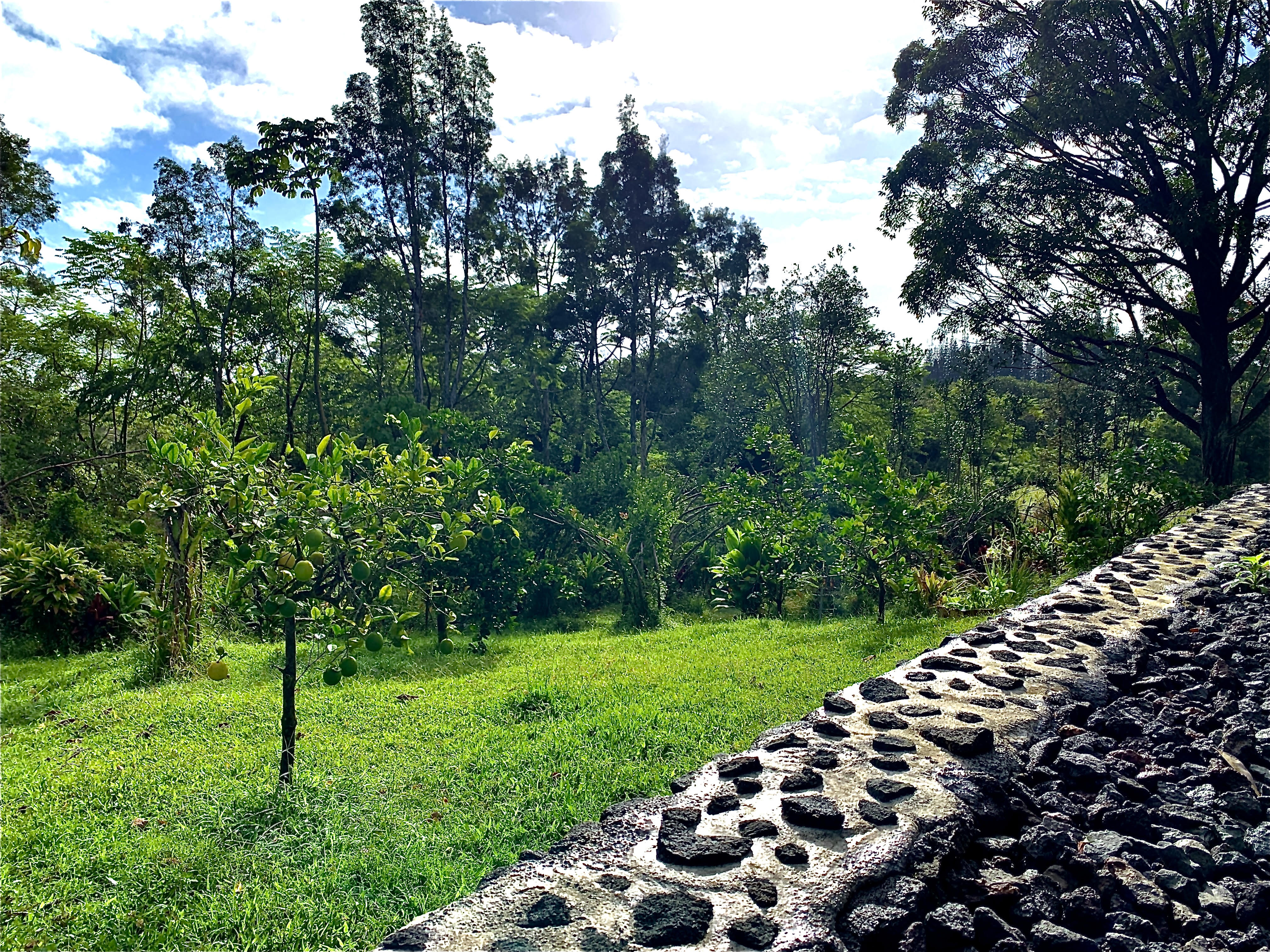 Liko Lehua at the Farm