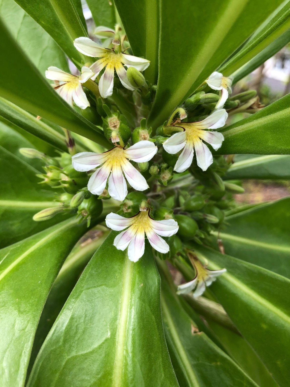 Hawaii Island Collaboration Lab